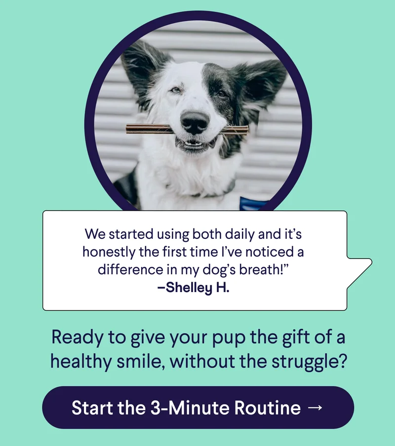 Text: 5-Star Customer Review: "We started using both daily and it’s honestly the first time I’ve noticed a difference in my dog’s breath!” –Shelley H. Ready to give your pup the gift of a healthy smile, without the struggle? CTA: Start the 3-Minute Routine → Photo: Mixed breed dog with Finn Plaque Patrol Chew in mouth