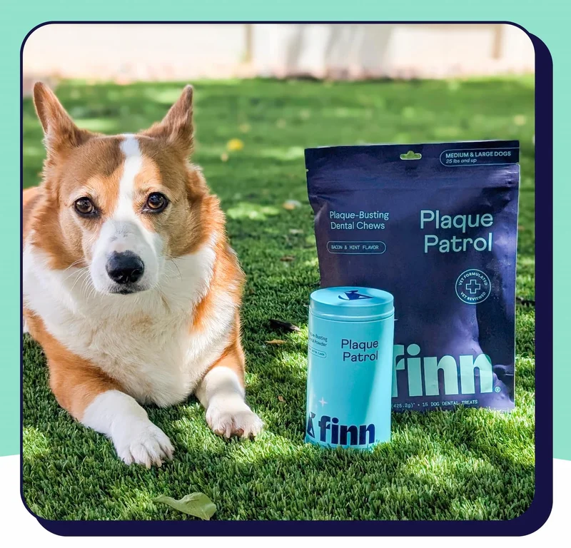 Photo of a corgi with Finn Plaque Patrol Chews and Plaque Patrol Powder in grass