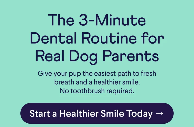 Text: The 3-Minute Dental Routine for Real Dog Parents  Give your pup the easiest path to fresh breath and a healthier smile. No toothbrush required.  CTA: Start a Healthier Smile Today →