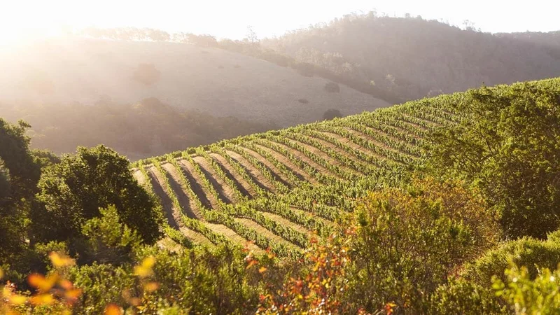 Image description: Tranqui Napa Valley vineyard backlit by warm sunlight.