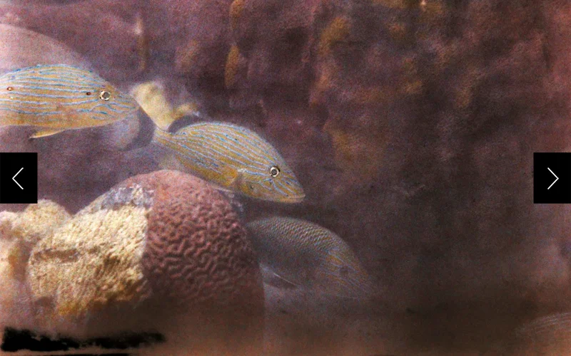Fish swim over a small head of brain coral and before massive Orbicella heads in one of the coral stacks.