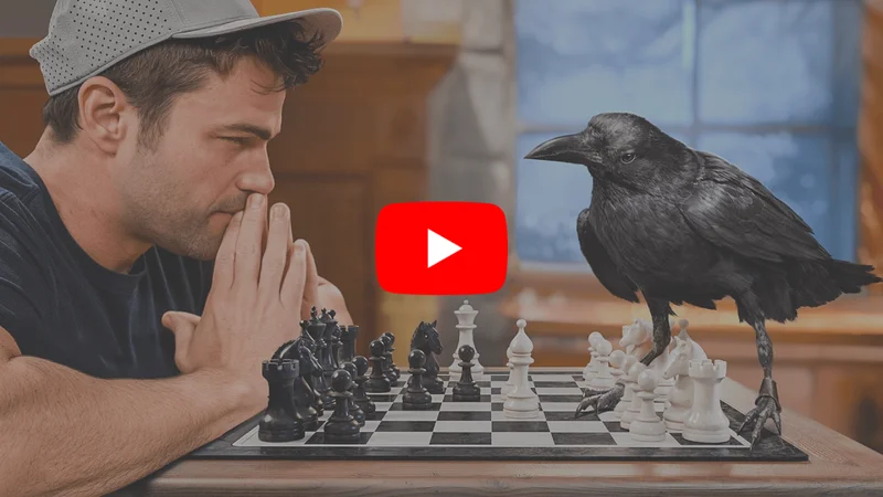 Mark Rober vs Crow at Chess Can A Crow Solve 9 Impossible Puzzles