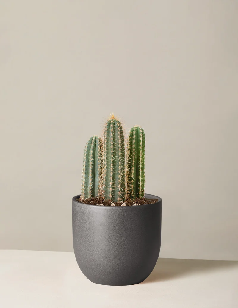 Image of Column Cactus
