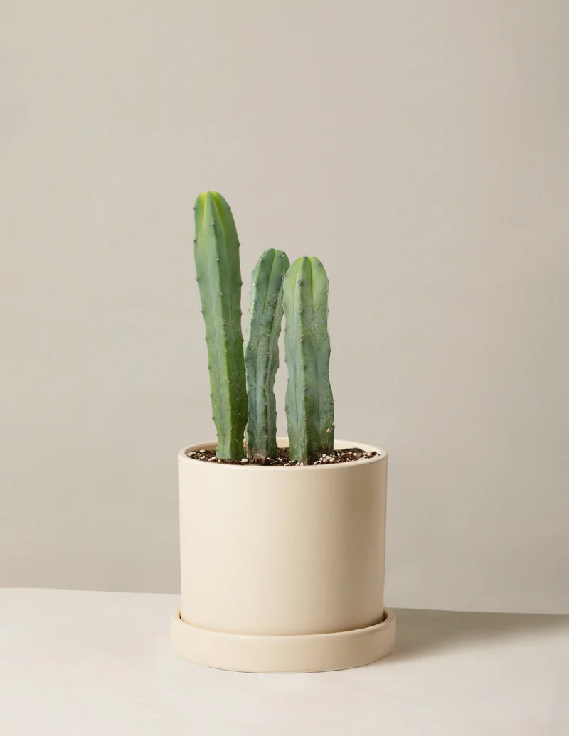 Image of Blue Candle Cactus
