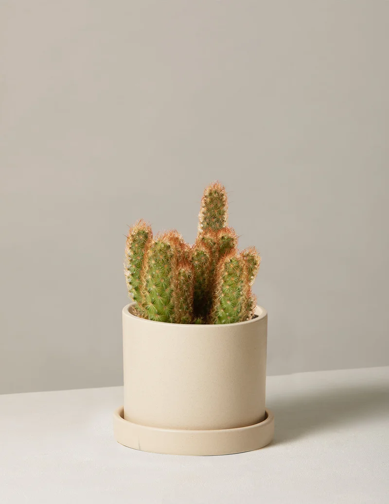 Image of Ladyfinger Cactus