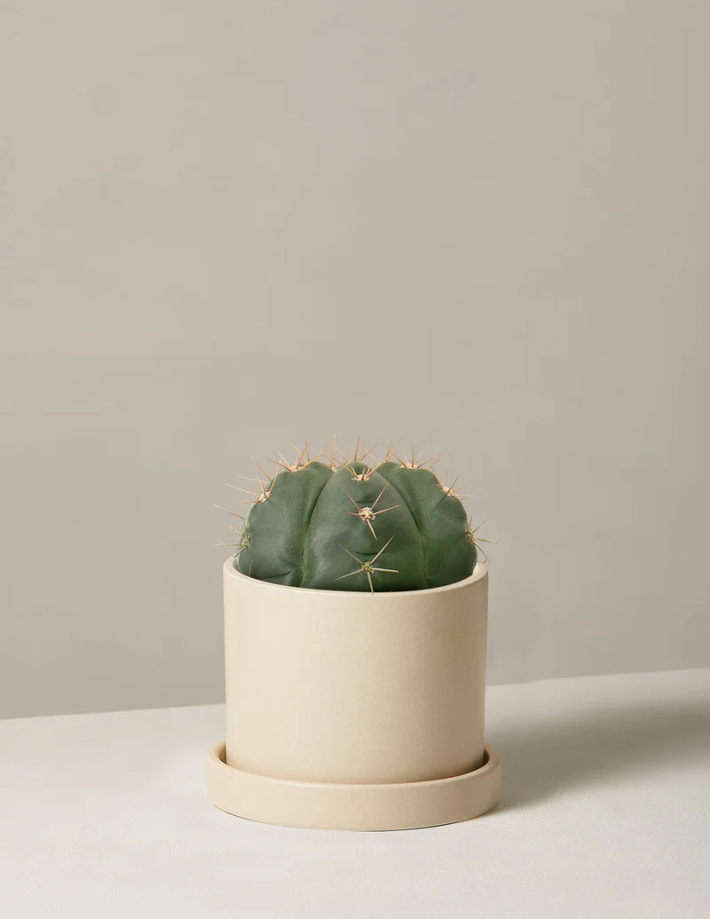 Image of Ball Cactus