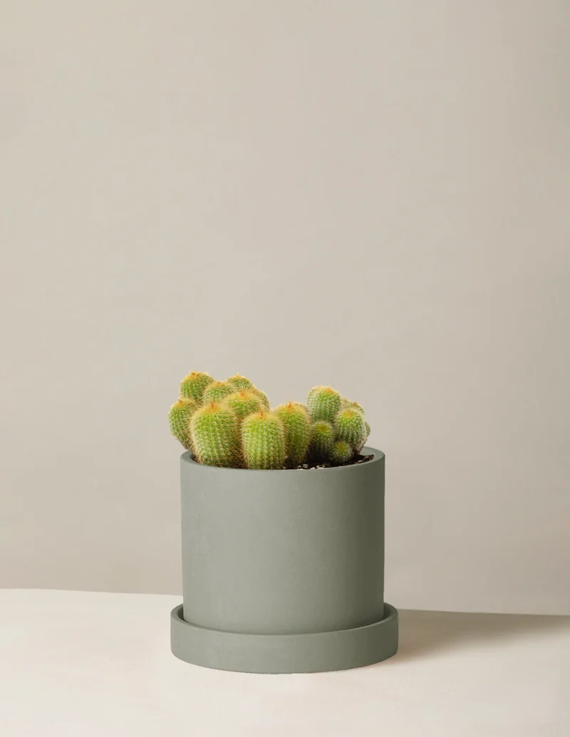 Image of Yellow Tower Cactus