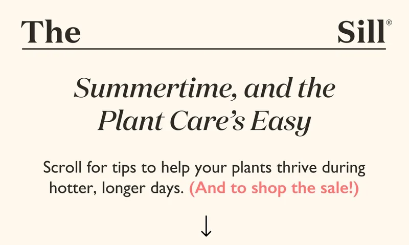 Tips to help your plants thrive in the summer