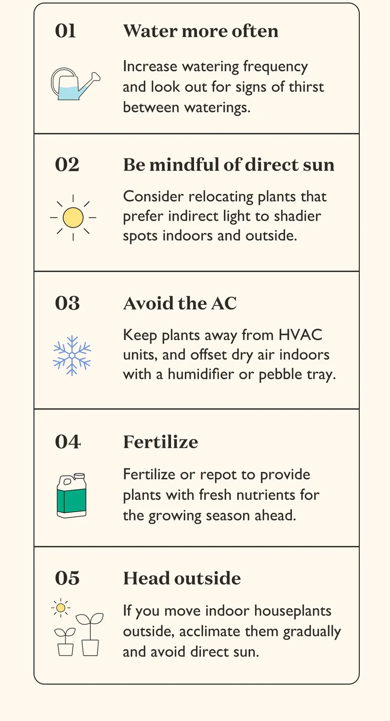 Water more often. Be mindful of direct sun. Avoid the AC. Fertilize. Move outside gradually.