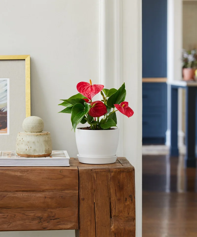 Image of Red Anthurium