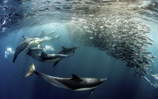 A group of dolphins creates a network of air bubbles to trap sardines before launching an attack.