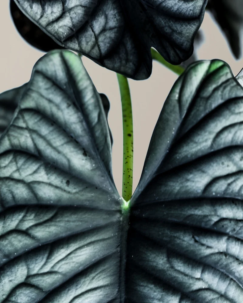 Alocasia Silver Nebula