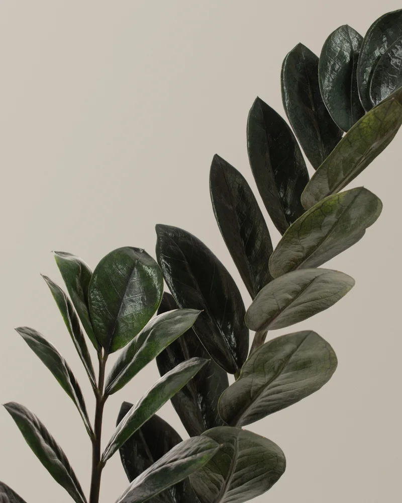 Shop Black ZZ Plant