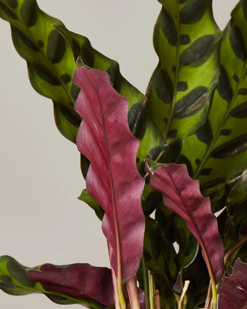 Shop Calathea Rattlesnake