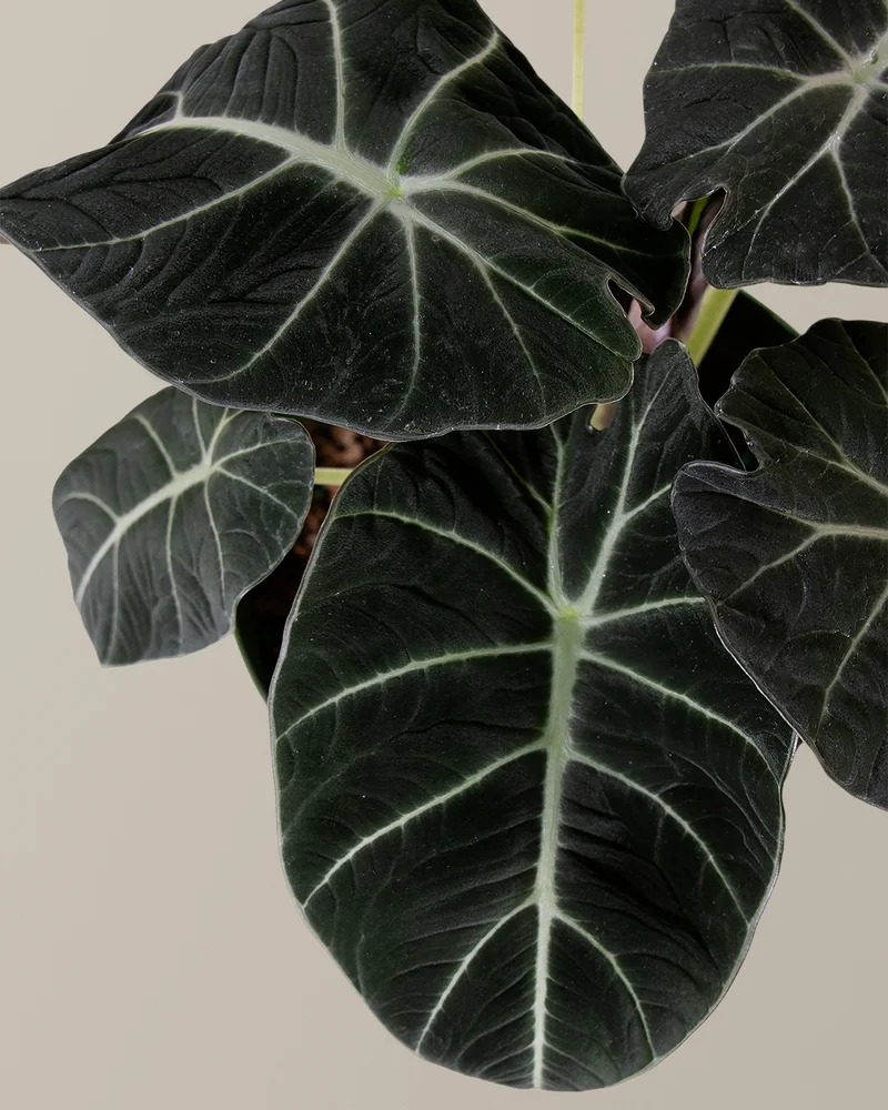 Shop Alocasia Black Velvet