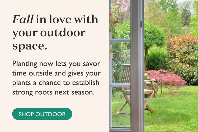 Fall in love with your outdoor space. Planting now lets you savor time outside and gives your plants a chance to establish strong roots next season. Shop now!