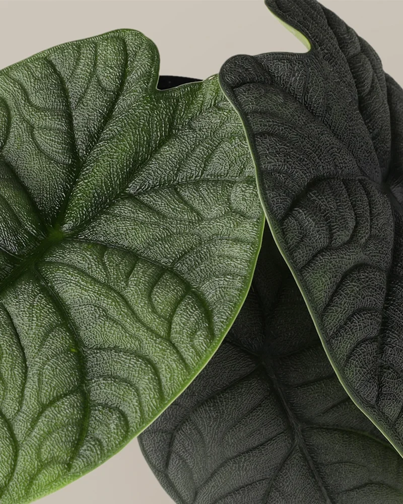 Shop Alocasia Melo