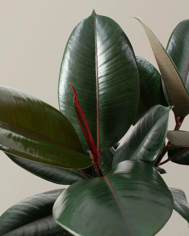 Shop Rubber Tree