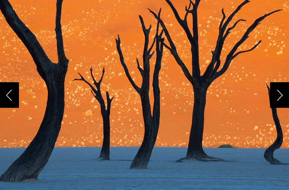 camel thorn trees in Namibia