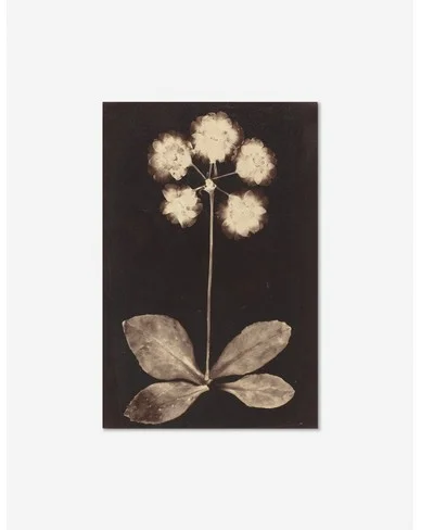 Botanical Photogram Print - Unframed / Unframed / 18" x 28"