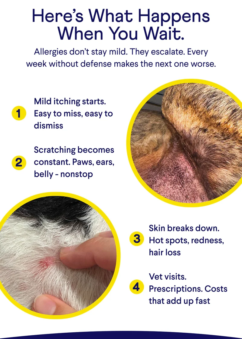 TEXT: Here’s What Happens When You Wait. Allergies don’t stay mild. They escalate. Every week without defense makes the next one worse. Mild itching starts. Easy to miss, easy to dismiss  Scratching becomes constant. Paws, ears, belly - nonstop Skin breaks down. Hot spots, redness, hair loss  Vet visits. Prescriptions. Costs that add up fast