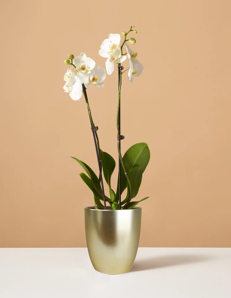 Image of White Orchid