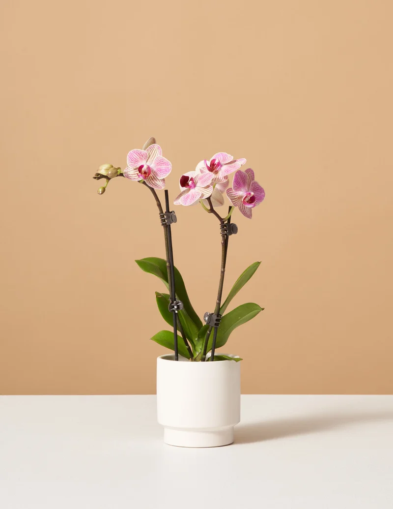 Image of Petite Sunset Orchid