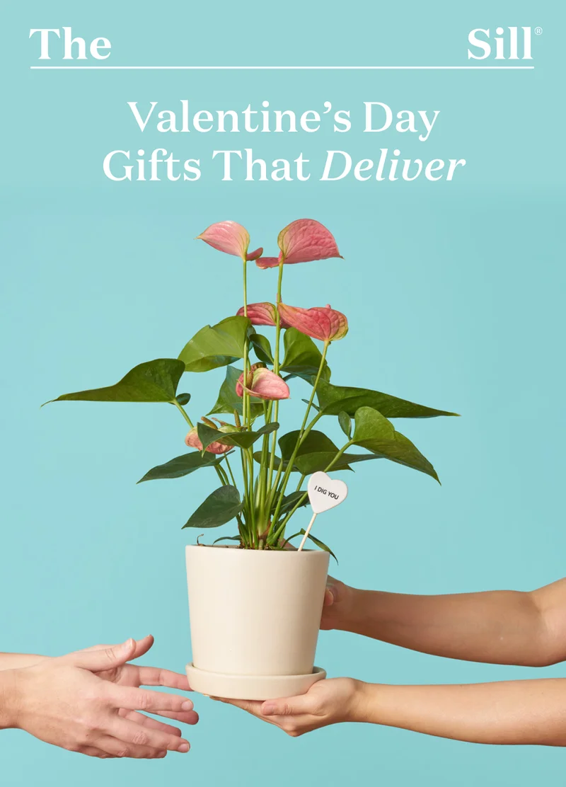 Valentine's Day Gifts That Deliver