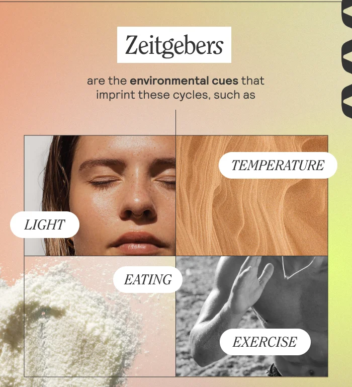 Zeitgebers are the environemntal cues that imprint these cycles, such as light, temperature, eating, exercise.