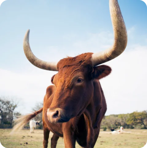 Texas longhorn