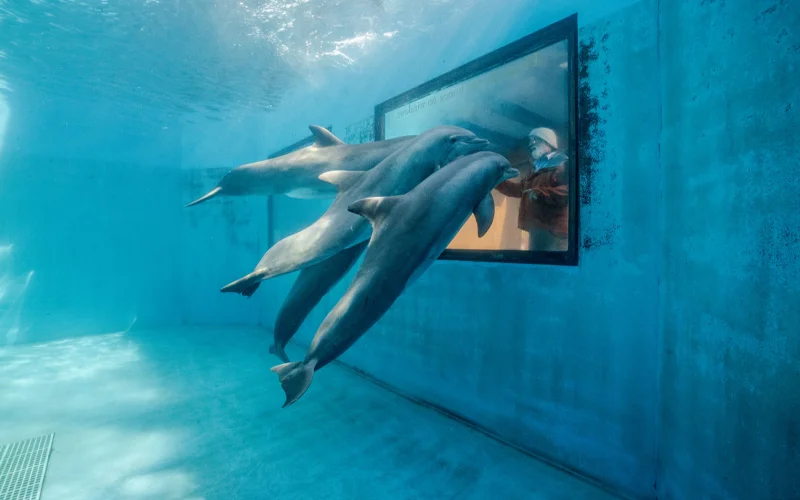 A man communes with three dolphins from outside a glass viewing window at Six Flags Discovery Kingdom in Vallejo, California.