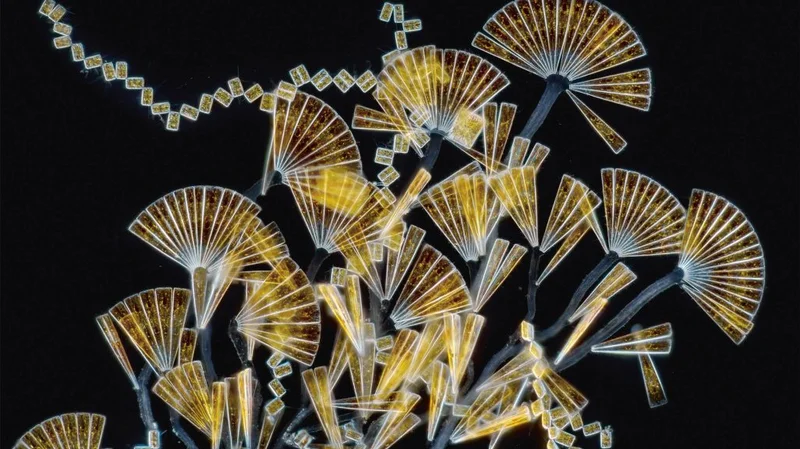 A photo of diatoms as seen under a microscope.