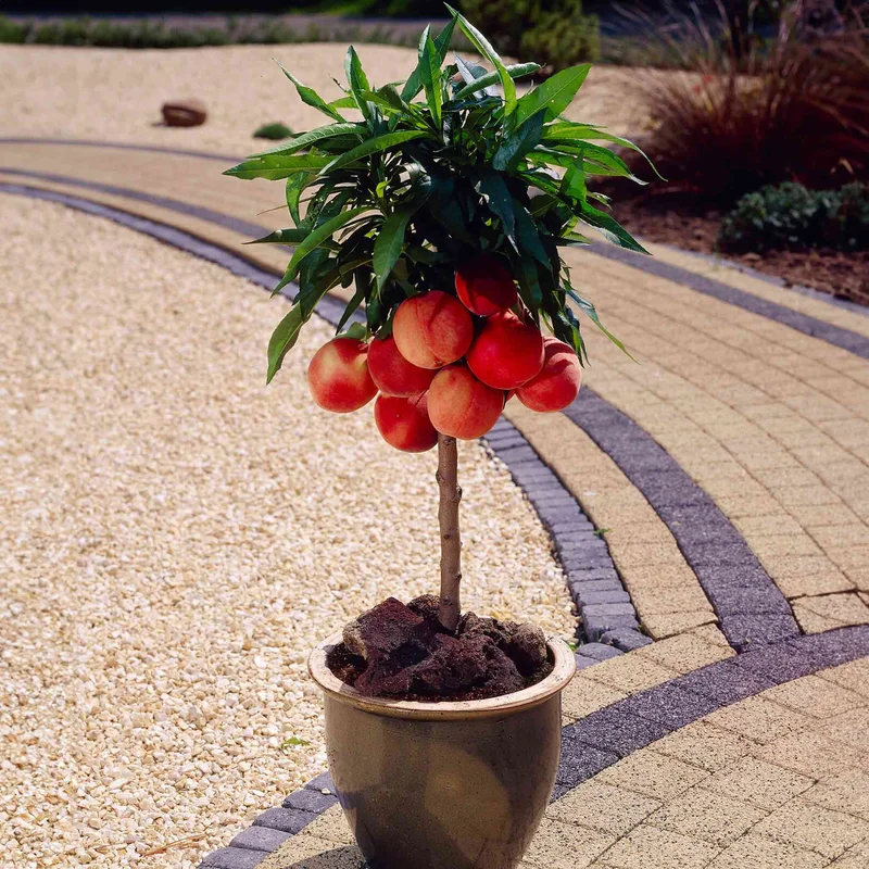 Image of Bonanza Patio Peach