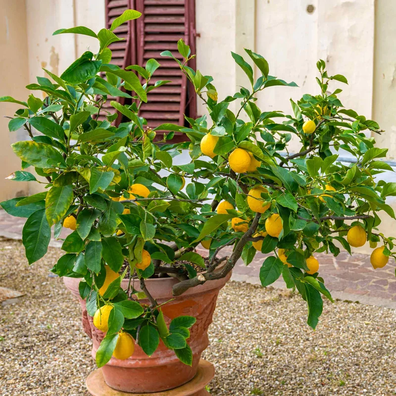 Image of Improved Meyer Lemon Bush
