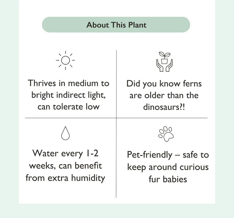 The Boston Fern thrives in medium to bright indirect light, but can tolerate low. Water every 1-2 weeks when top half of soil is dry.