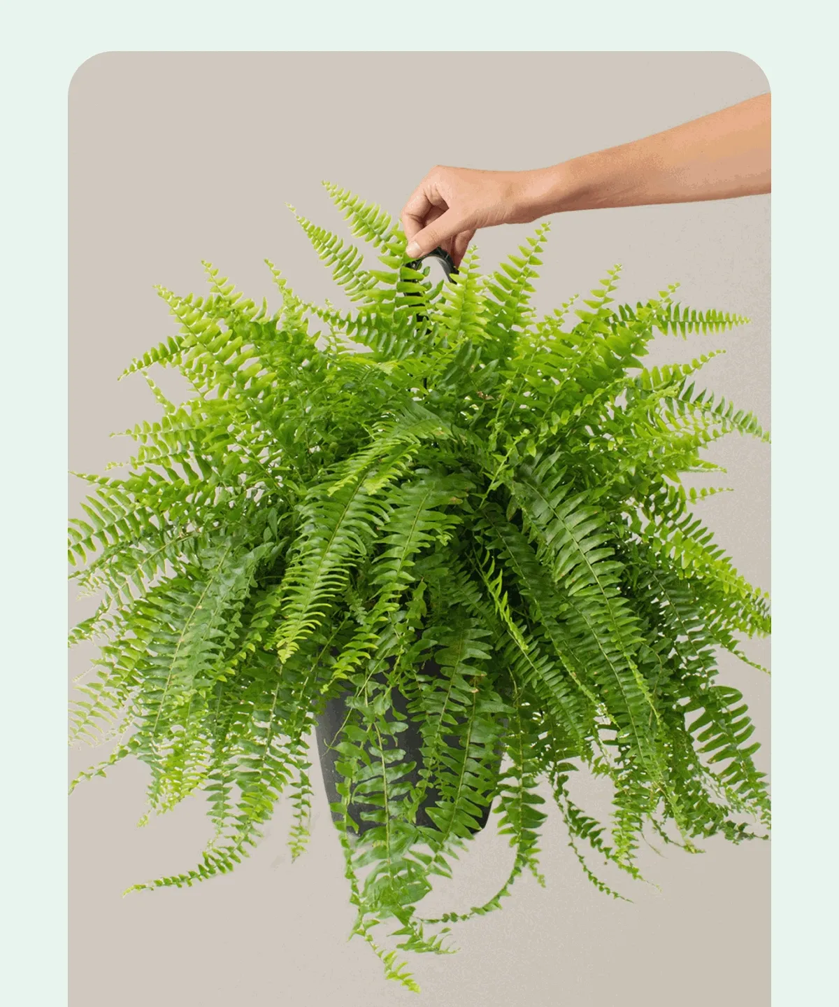 Shop Boston Fern Hanging Basket