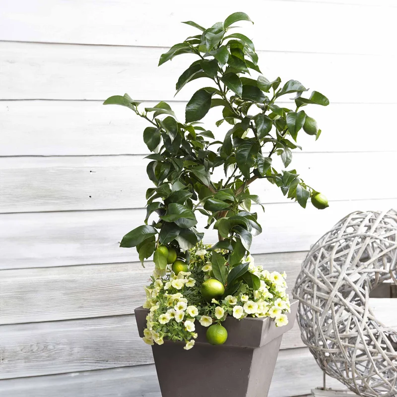 Image of Key Lime Tree