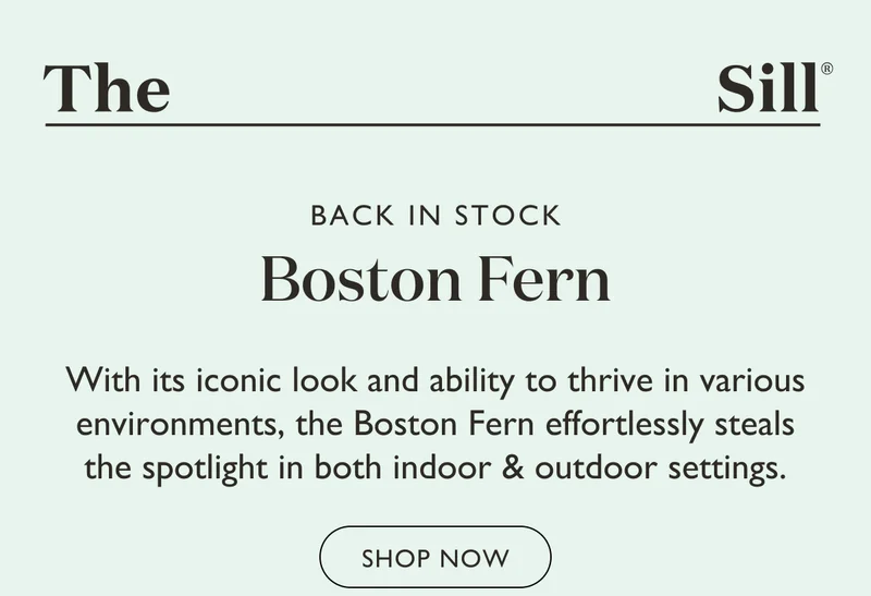 With its iconic look and ability to thrive in various environments, the Boston Fern effortlessly steals the spotlight in both indoor and outdoor settings.