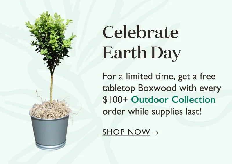 For a limited time, get a free tabletop Boxwood with every $100+ Outdoor Collection order while supplies last!