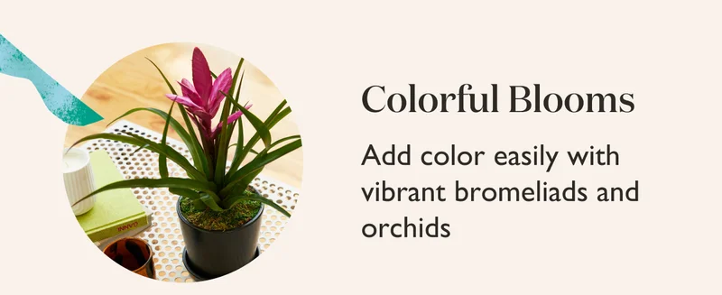 Colorful Blooms: Add color easily with vibrant bromeliads and orchids.