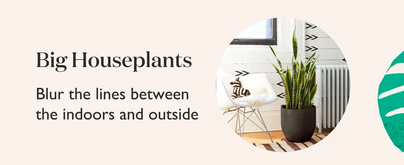 Big Houseplants: Blur the lines between the indoors and outside.