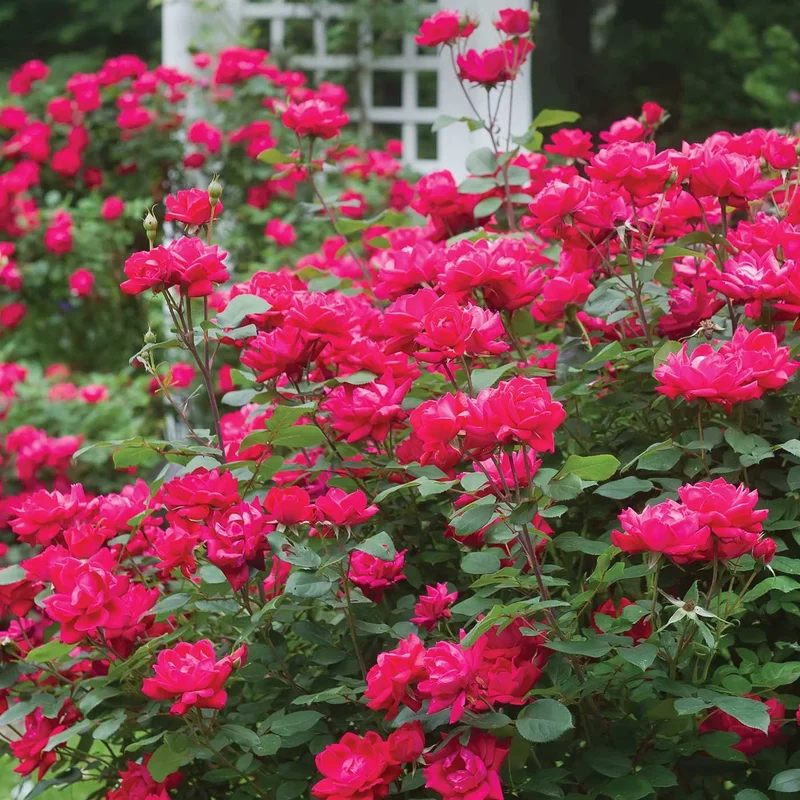 Image of Double Knock Out® Rose