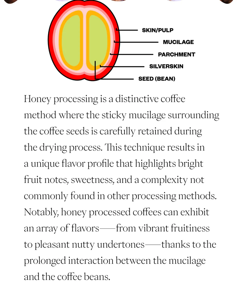 Honey processing is a distinctive coffee method where the sticky mucilage surrounding the coffee seeds is carefully retained during the drying process. This technique results in a unique flavor profile that highlights bright fruit notes, sweetness, and a complexity not commonly found in other processing methods. Notably, honey processed coffees can exhibit an array of flavors—from vibrant fruitiness to pleasant nutty undertones—thanks to the prolonged interaction between the mucilage and the coffee beans.   Honey processing typically requires little to no water for processing. In regions where water is scarce, this method (along with natural sundried processing) can be quite beneficial.  Want to learn more about this processing technique?
