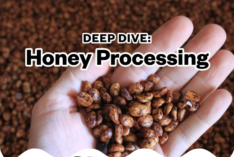 Deep Dive: Honey Processing
