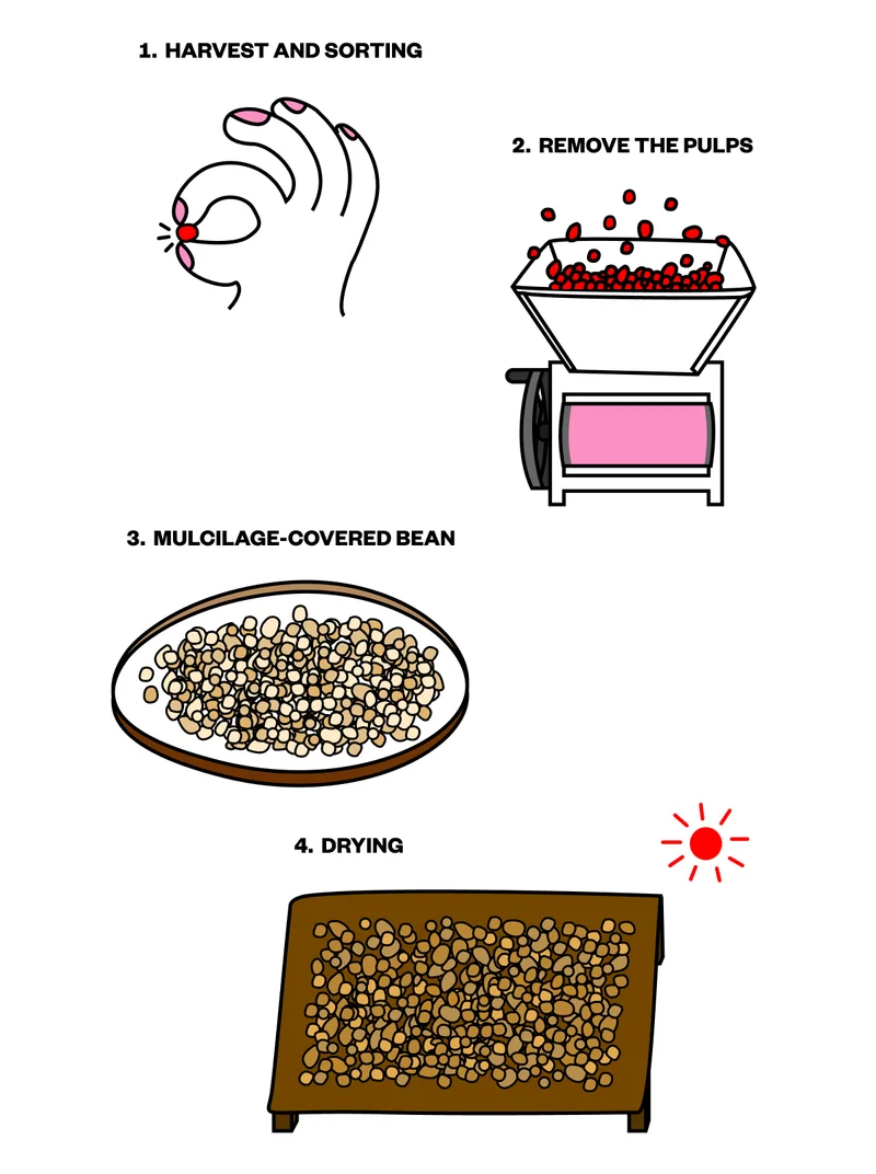 Havesting and sorting remove the pulps Mucilage-covered bean 4.Drying