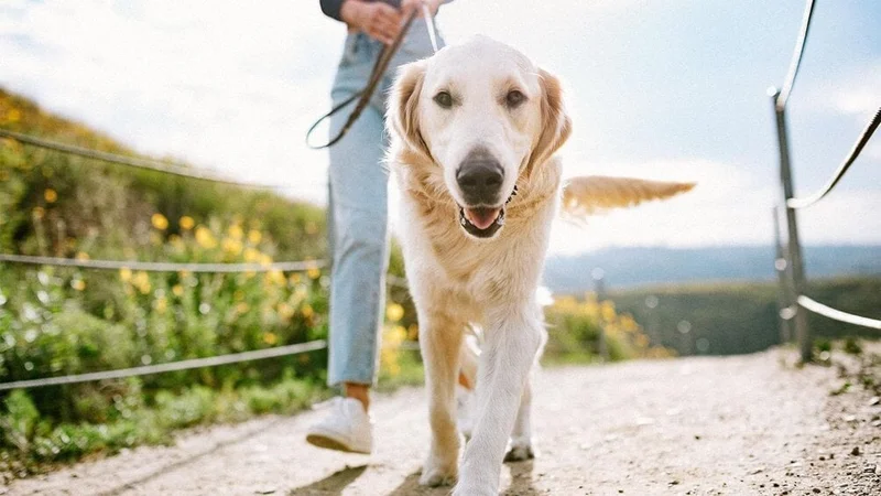 Image description: Woman walking dog on sunny day.