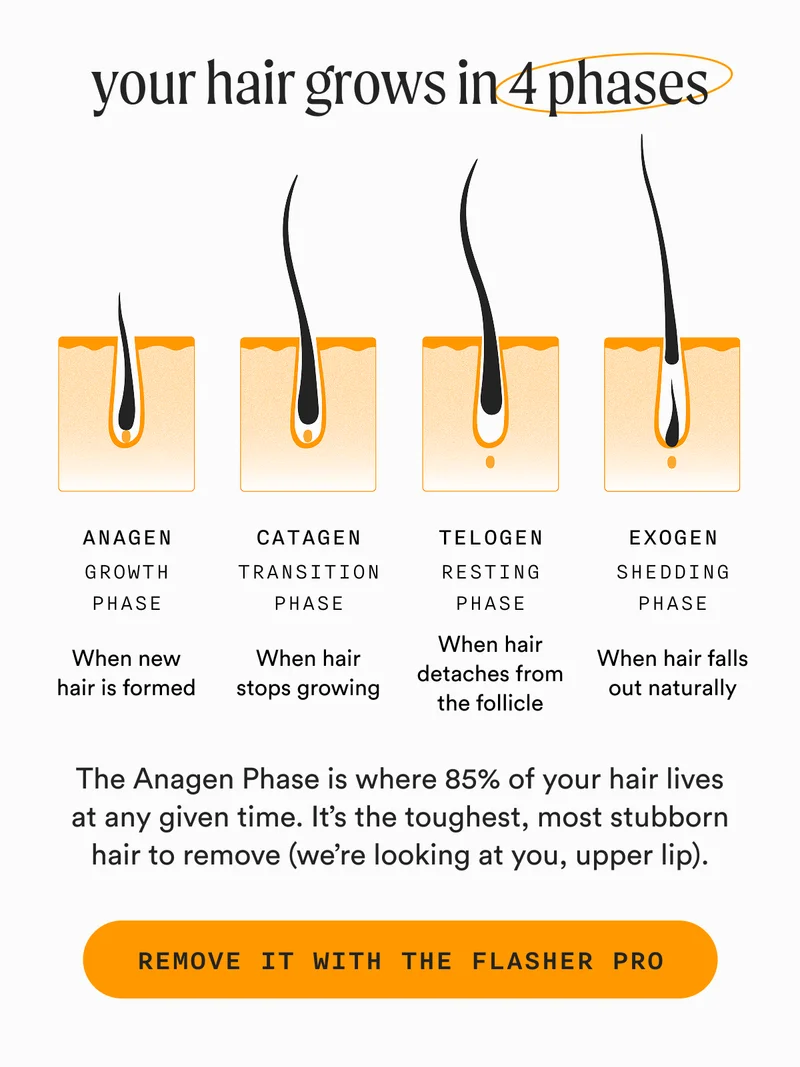 Your hair grows in 4 phases: Anagen (growth phase) – Where 85% of your hair lives at any given time. It’s the toughest, most stubborn hair to remove (we’re looking at you, upper lip). Catagen (transition phase) – When hair stops growing Telogen (resting phase) – When hair detaches from the follicle Exogen (shedding phase) – When hair falls out naturally - REMOVE IT WITH THE FLASHER PRO
