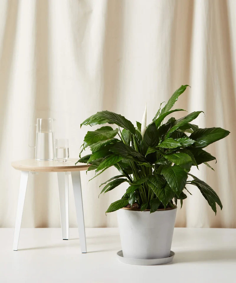 Image of Peace Lily