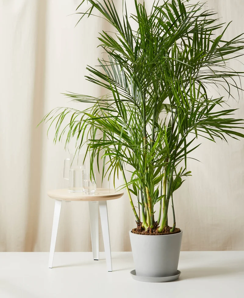 Image of Bamboo Palm
