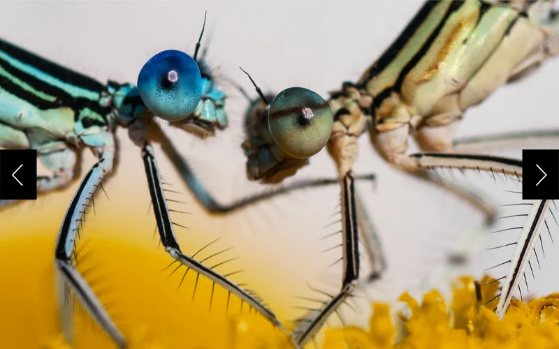 Often territorial, male damselflies will battle over the same leaf or flower. After extensive observation of the insects, Tiplea says he can tell when a battle is imminent.